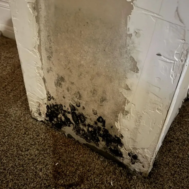 Professional Mold Removal in Sedan, KS